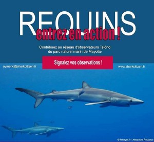 Les requins à l’étude à Mayotte