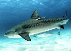 Interdiction de la commercialisation de requin à Mayotte