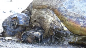 Des tortues massacrées en Petite Terre