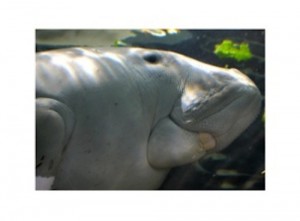 Un dugong capturé