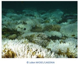 Le Parc naturel marin alerte sur le blanchissement des coraux