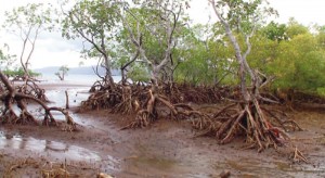 mangrovemahabou