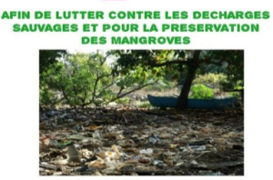 mangroveiloni
