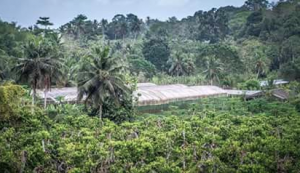 Agrotourisme : journée distillation d’ylang-ylang