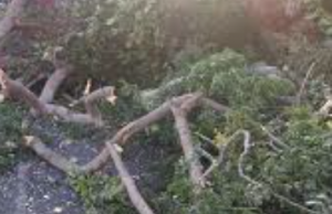 Vahibé : un arbre tombé au milieu de la route