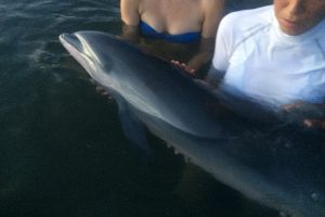 Un jeune dauphin sauvé par des touristes et des villageois