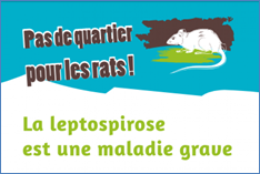 L’ARS OI constate une augmentation des cas de leptospirose à Mayotte