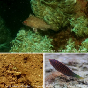 Trois nouvelles espèces de poissons découvertes dans la zone de l’îlot de M’bouzi