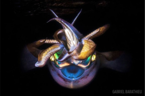 Gabriel Barathieu calamar