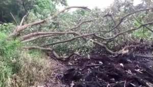 De nouveaux arbres coupés pour renforcer les barrages en ce jour d’élection (vidéo)