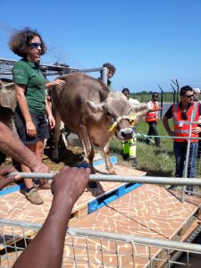 Dix vaches sont arrivées à Mayotte