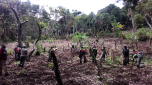 Opération de destruction de cultures implantées illégalement en forêt départementale de Majimbini