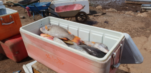 Le CODAF contrôle des revendeurs illégaux et saisi 680 KG de poissons