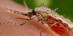 La dengue se poursuit