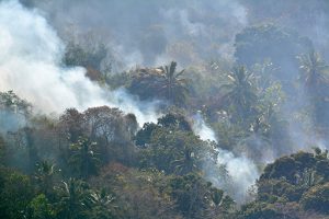 6000 m2 de forêt incendiés pour des cultures