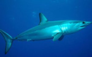 Un requin attaque un bateau de l’opérateur nautique Naut’île