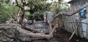 Grandes marées : la mangrove d’Iloni souillée par les déchets (video)