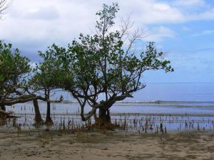 Une application pour sauver la mangrove?