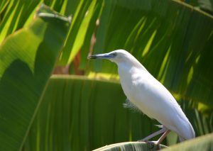 Tourisme Mayotte dresse la liste des oiseaux vivants à Mayotte