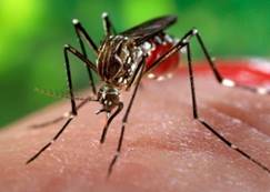 Toutes les communes de l’île sont désormais touchées par la Dengue