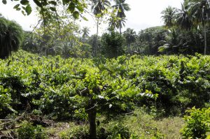 La vie économique continue : le CD976 lance un appel à projet pour l’exploitation du PER de Coconi