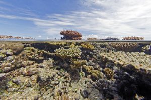 L’activité humaine menace le récif corallien, un enjeu majeur de l’écosystème de Mayotte