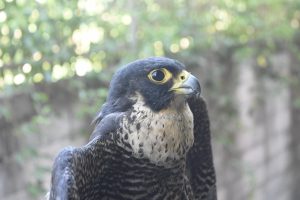 Le faucon pèlerin, une espèce de rapace menacée entame sa période de reproduction