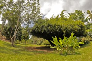 Le jardin botanique de Coconi, un site à redécouvrir pendant les vacances