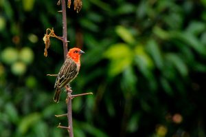 Le Foudi des Comores : zoom sur une espèce d’oiseau menacée à Mayotte