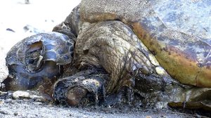 Nouvelle découverte de tortue braconnée par une équipe Sea Shepherd