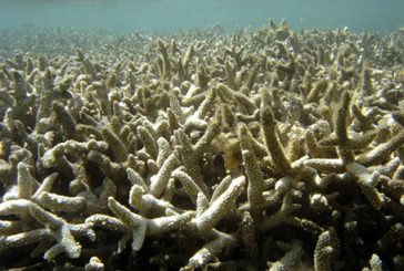 Le récif corallien en grave danger selon l’Ifrecor