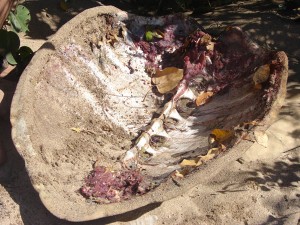 Tortues : carnage sur les plages