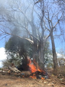 Insouciance : Feu de broussaille au pied d’un baobab de plusieurs dizaines d’années
