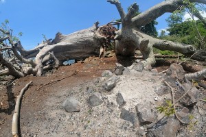 Le Baobab, un élément du patrimoine naturel mahorais en danger