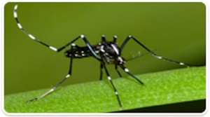 Un cas de Zika importé à la Réunion