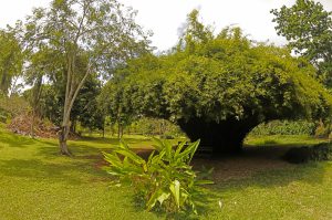 Municipales : Ouangani, la ville du centre de Mayotte qui dispose d’un large foncier à aménager