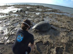Protection des tortues : le REMMAT protège, réserve et sauve