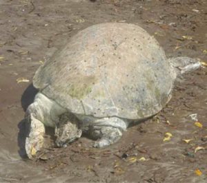 Les Naturalistes de Mayotte lancent le projet Life4Best pour protéger les tortues