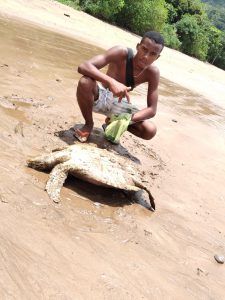 Une tortue échouée sauvée par un agent du Conseil départemental
