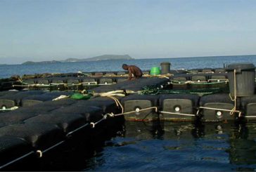 Les prochains objectifs de l’agriculture, la pêche et l’aquaculture à Mayotte