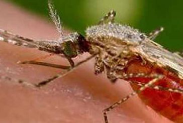 Il faut éviter les moustiques et une nouvelle épidémie de dengue