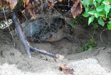 Papani : une tortue sauvée des racines