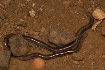 Découverte d’une espèce de serpent qui ne vit que sur le mont Bénara