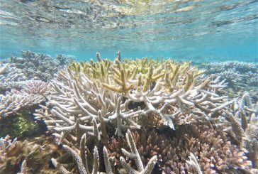 Les résultats du Parc Marin sur les coraux de Mayotte