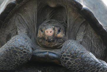 Une tortue disparue depuis plus de 100 ans retrouvée en Equateur