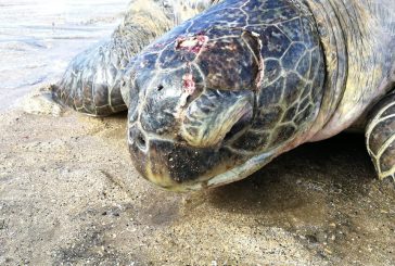 Une tortue blessée sur la plage de Bouéni a due être euthanasiée