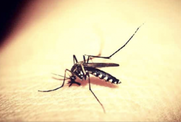 Une épidémie massive de dengue sévit sur l’île de La Réunion