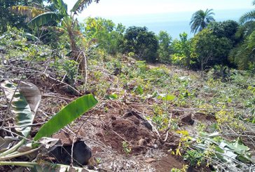 1 hectare de cultures détruit dans la forêt de Dziani-Bolé