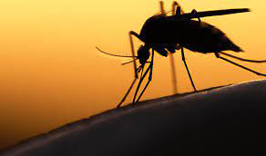 Un vaccin contre le paludisme en passe d’être trouvé…