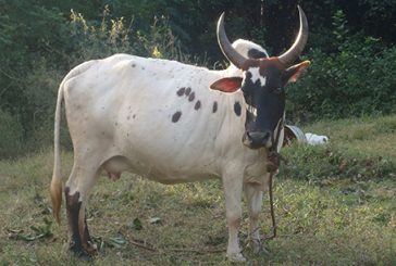 Un procédure simple pour lutter contre le vol de bovins à Mayotte